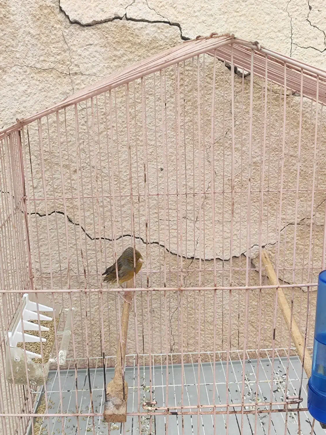 قناری مست ماده گیر|پرنده|خورموج, |دیوار