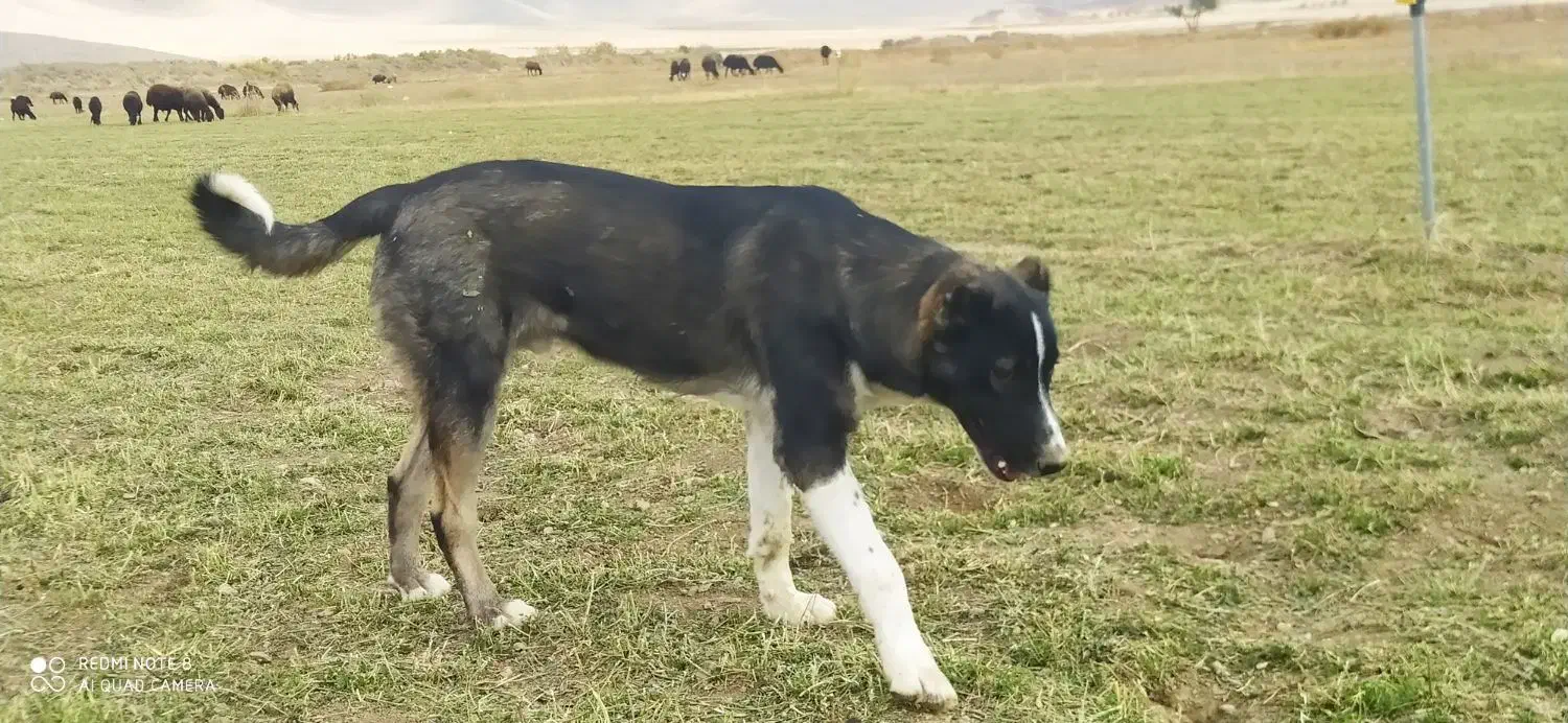 تو‌سگه‌گله‌ای‌عالی|سگ|خزل, |دیوار