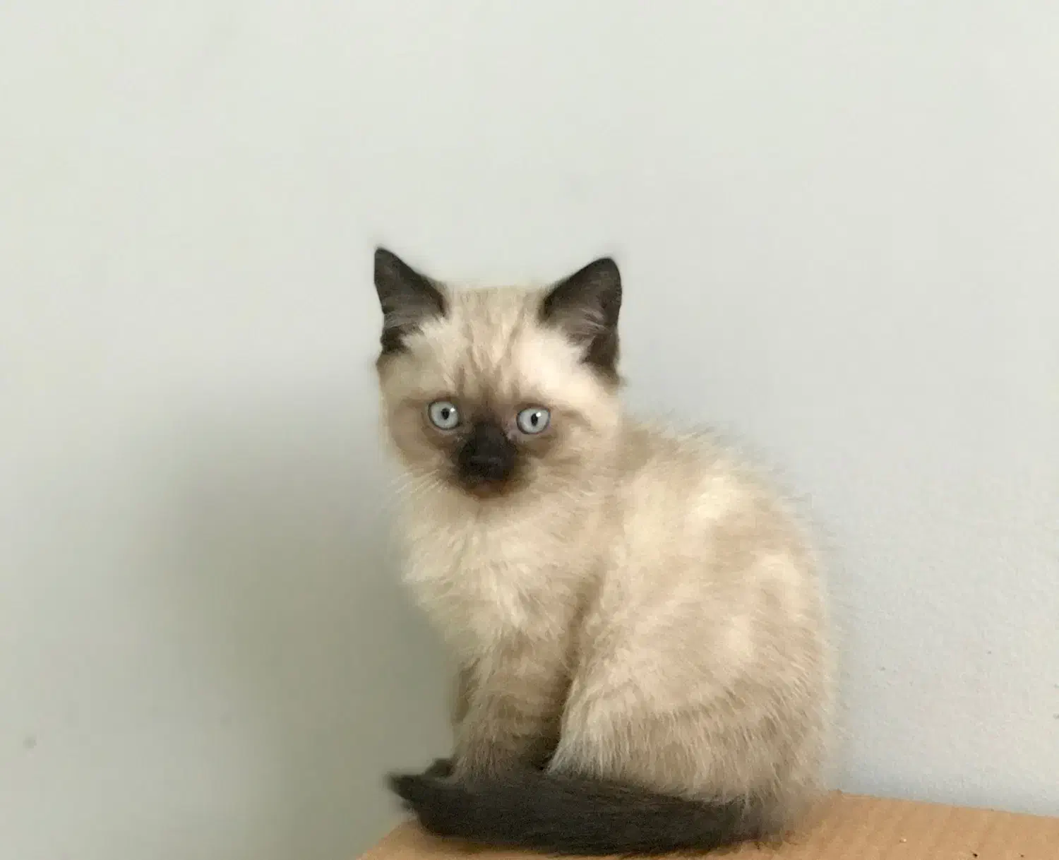 گربه های اسکاتیش و بریتیش اصیل|گربه|اردبیل, |دیوار