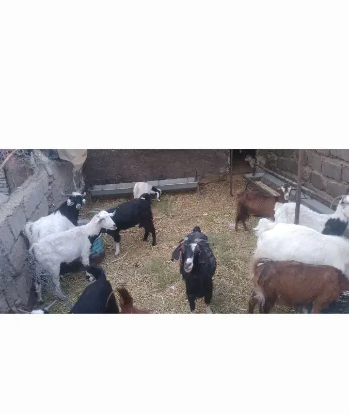 بزوکره|حیوانات مزرعه|یزدان شهر, |دیوار