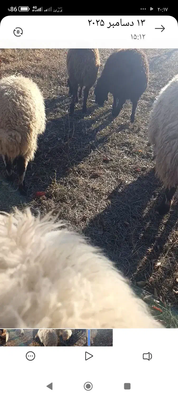 بره فروشی|حیوانات مزرعه|صفائیه, |دیوار