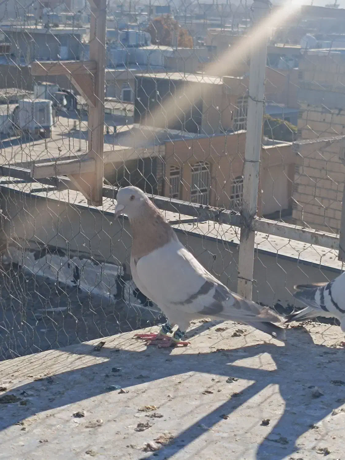 سوسنی ترنج دار|پرنده|شیراز, گویم|دیوار