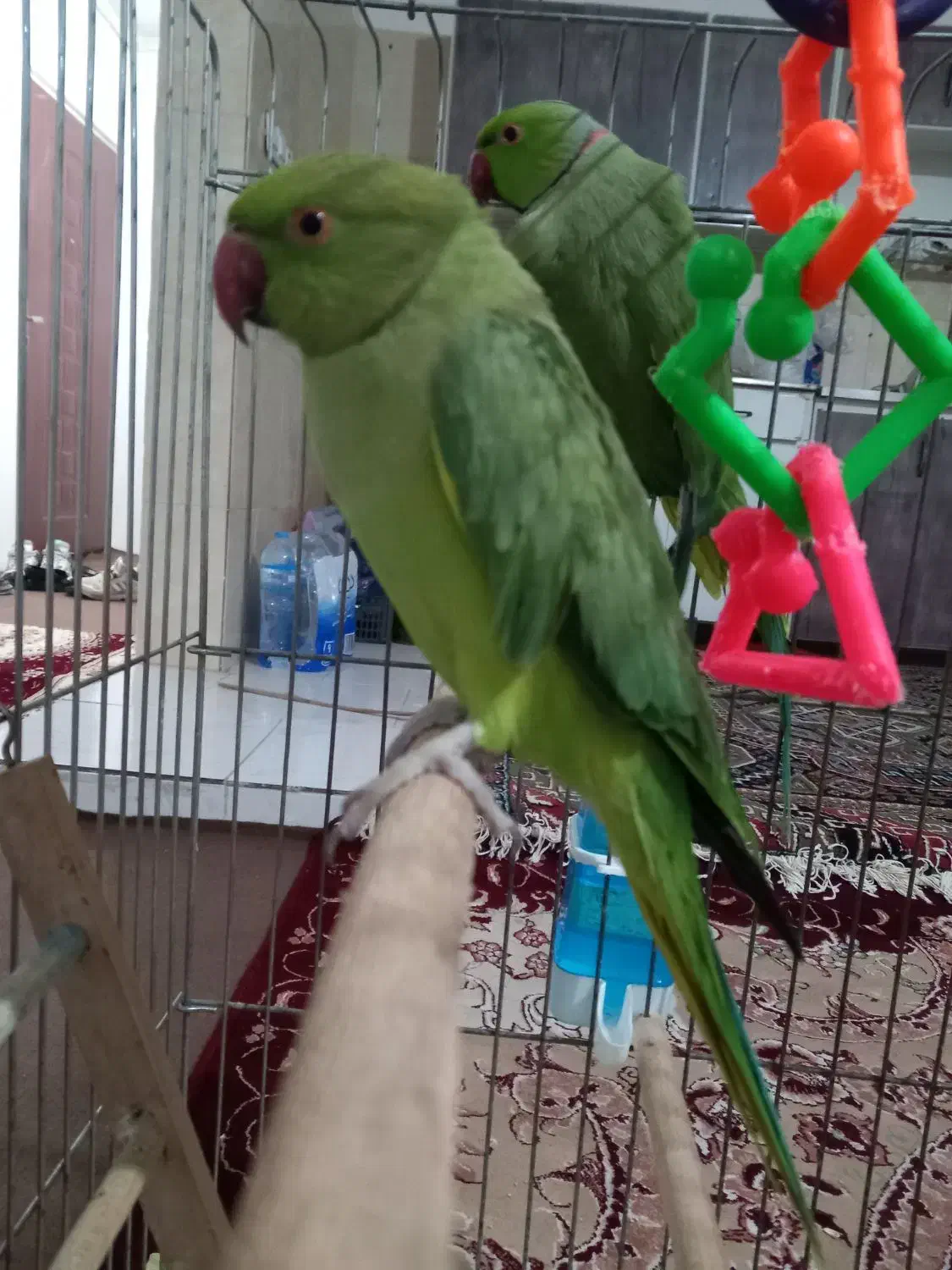 یگ جفت طوطی ملنگو|پرنده|آستارا, |دیوار