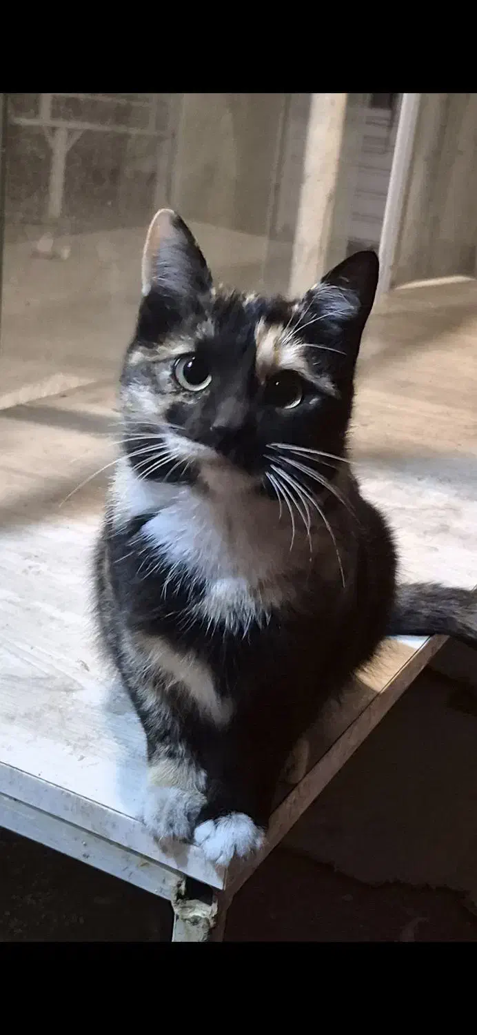 واگذاری گربه ماده|گربه|خوی, |دیوار