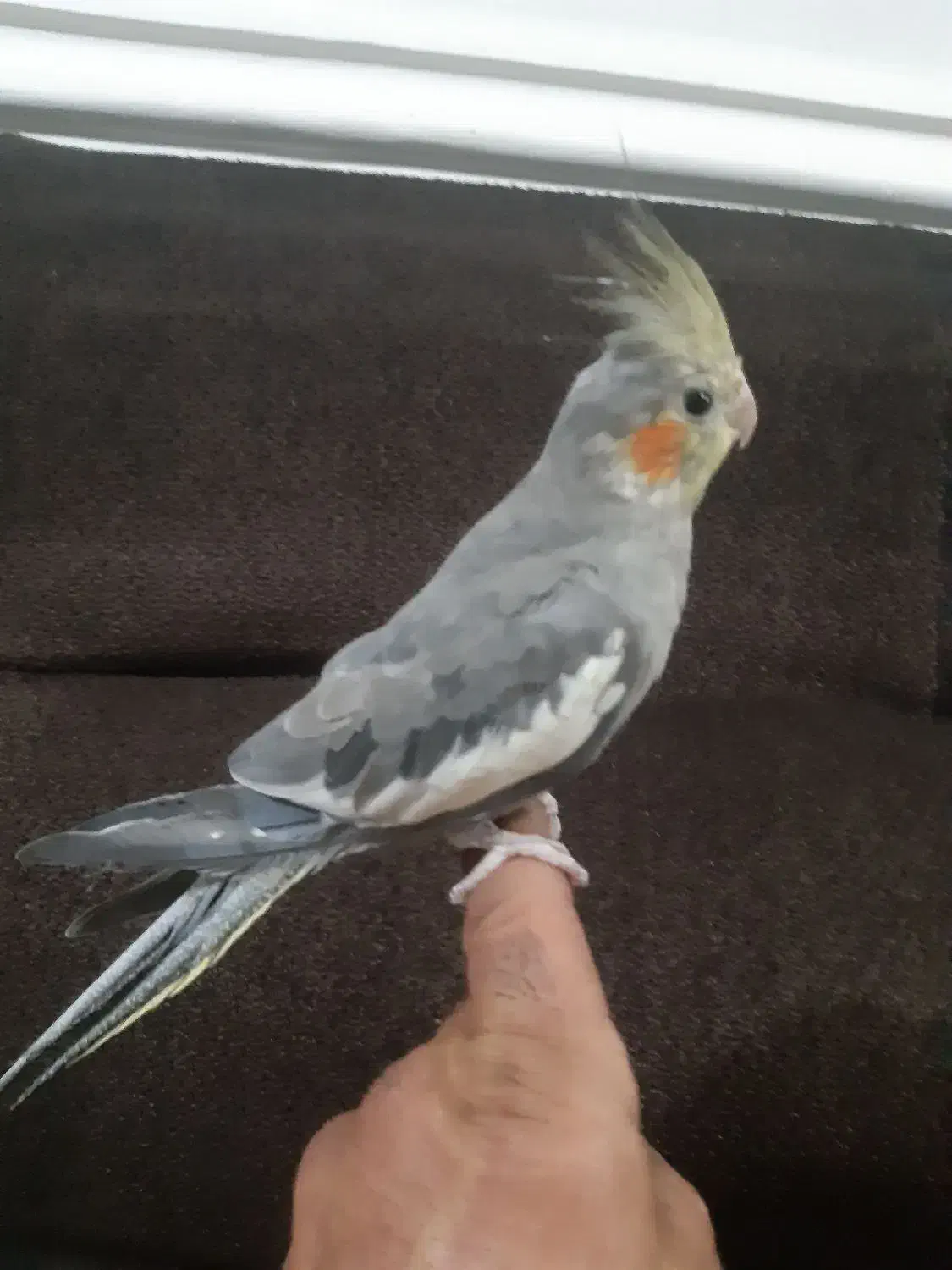 جوجه عروس هلندی|پرنده|شوشتر, |دیوار