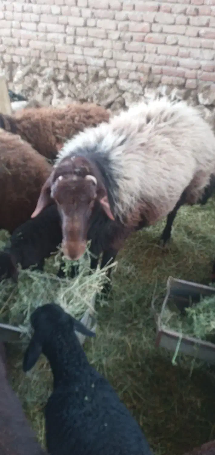 ۶راس شکم دوم آبستن۲راس بره داریکیش دوقلووباقوچ همو|حیوانات مزرعه|بناب, |دیوار