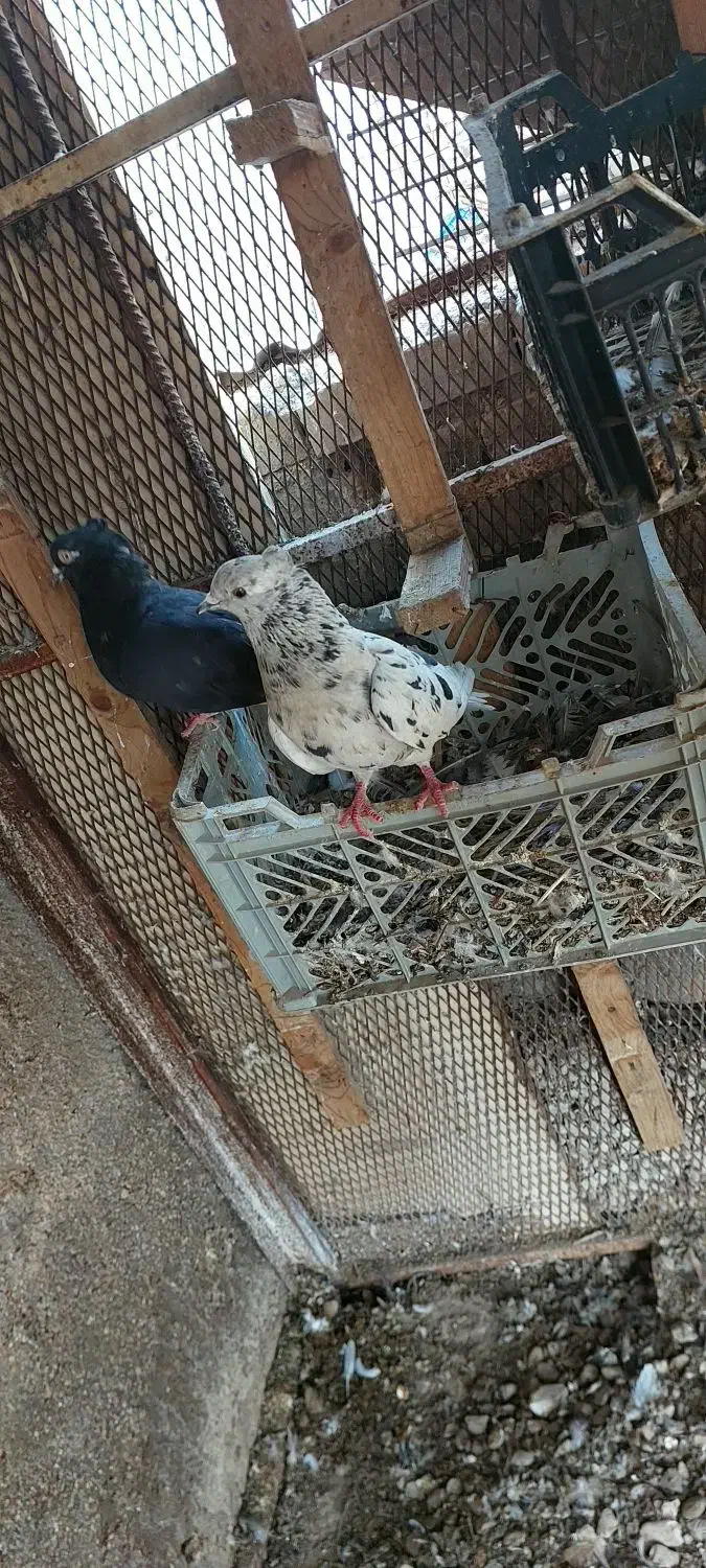 کبوتر دم سفید|پرنده|اهواز, بهارستان|دیوار