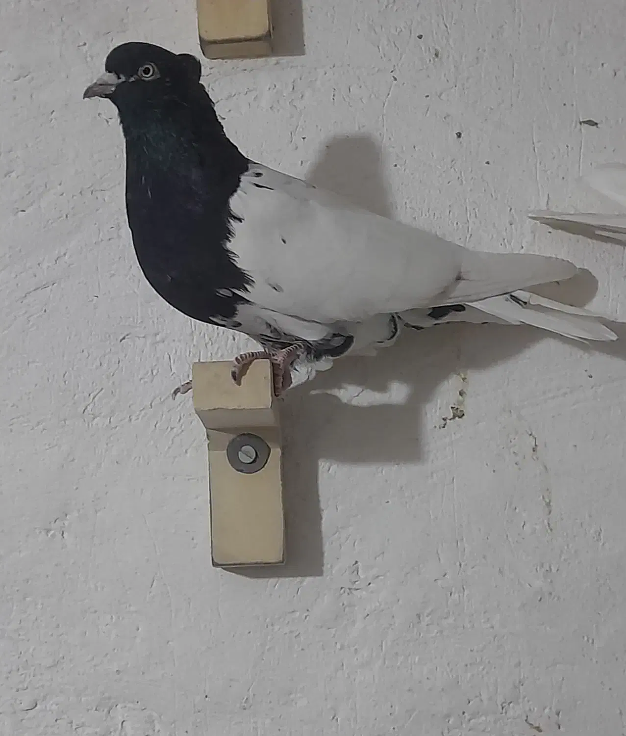کبوتر کله سیاه|پرنده|رونیز, |دیوار