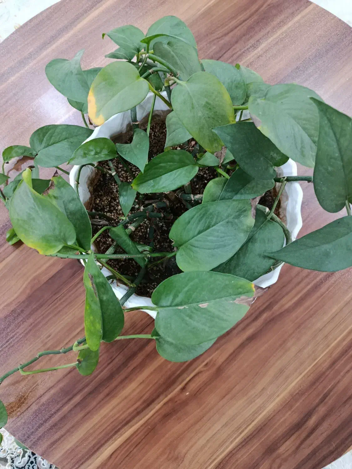 گل بتوس|گل و گیاه طبیعی|زابل, |دیوار