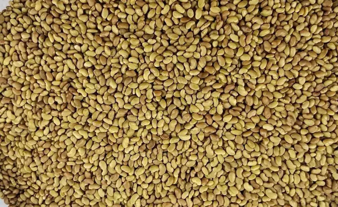 بذر یونجه|خوردنی و آشامیدنی|شیراز, ارم|دیوار