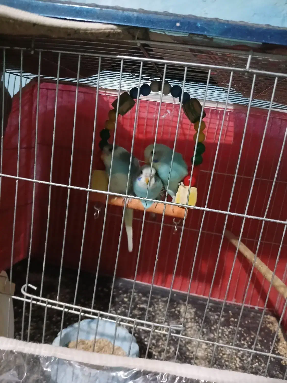 پرنده|پرنده|سبزوار, طبرسی (جعفرآباد)|دیوار