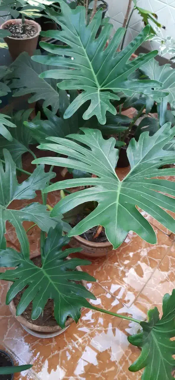 گل برگ انجیری|گل و گیاه طبیعی|کرچمبو, |دیوار