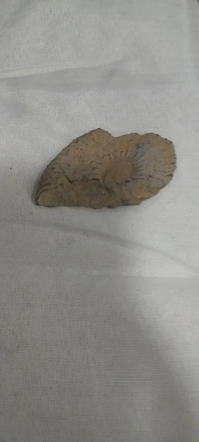 سنگ آمونیت|کلکسیون اشیاء عتیقه|مبارکه, |دیوار