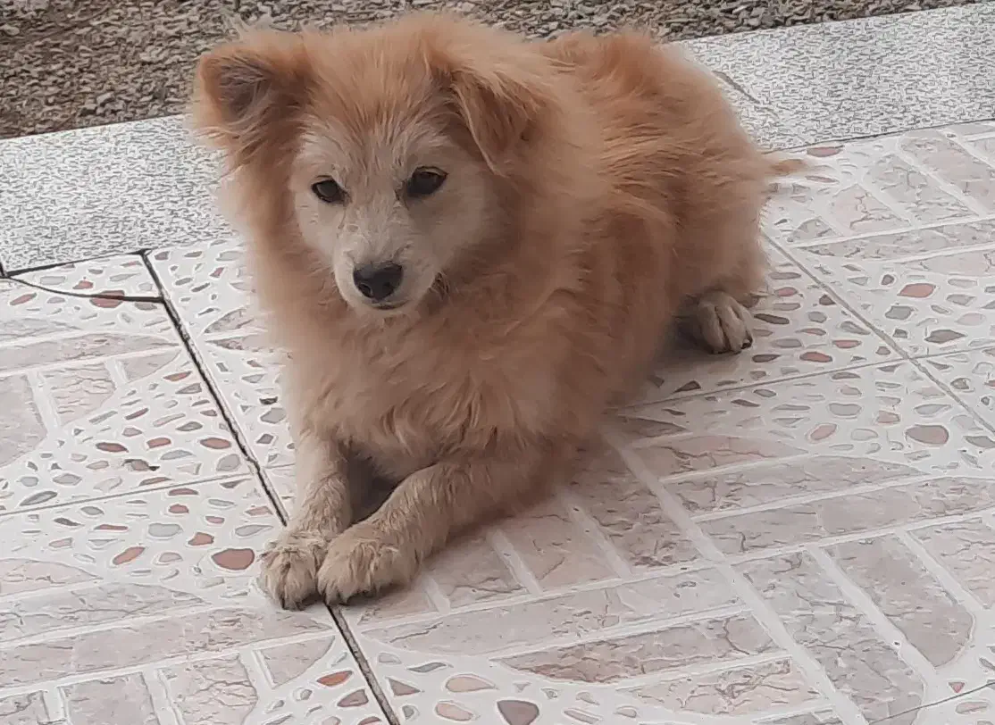 اشپیتز|سگ|ابریشم, |دیوار