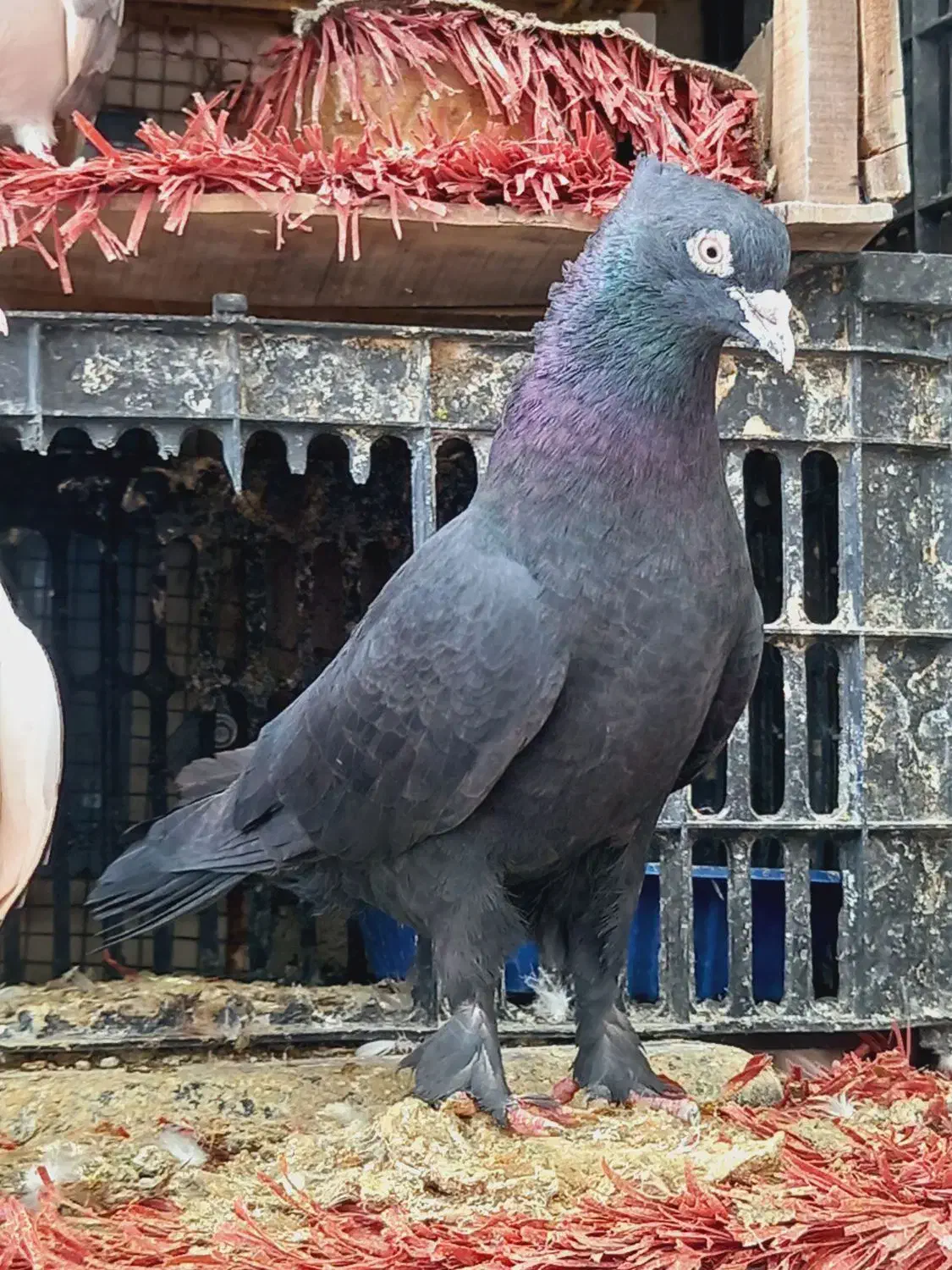 زاغ کاکلی پرشی|پرنده|وحیدیه, |دیوار