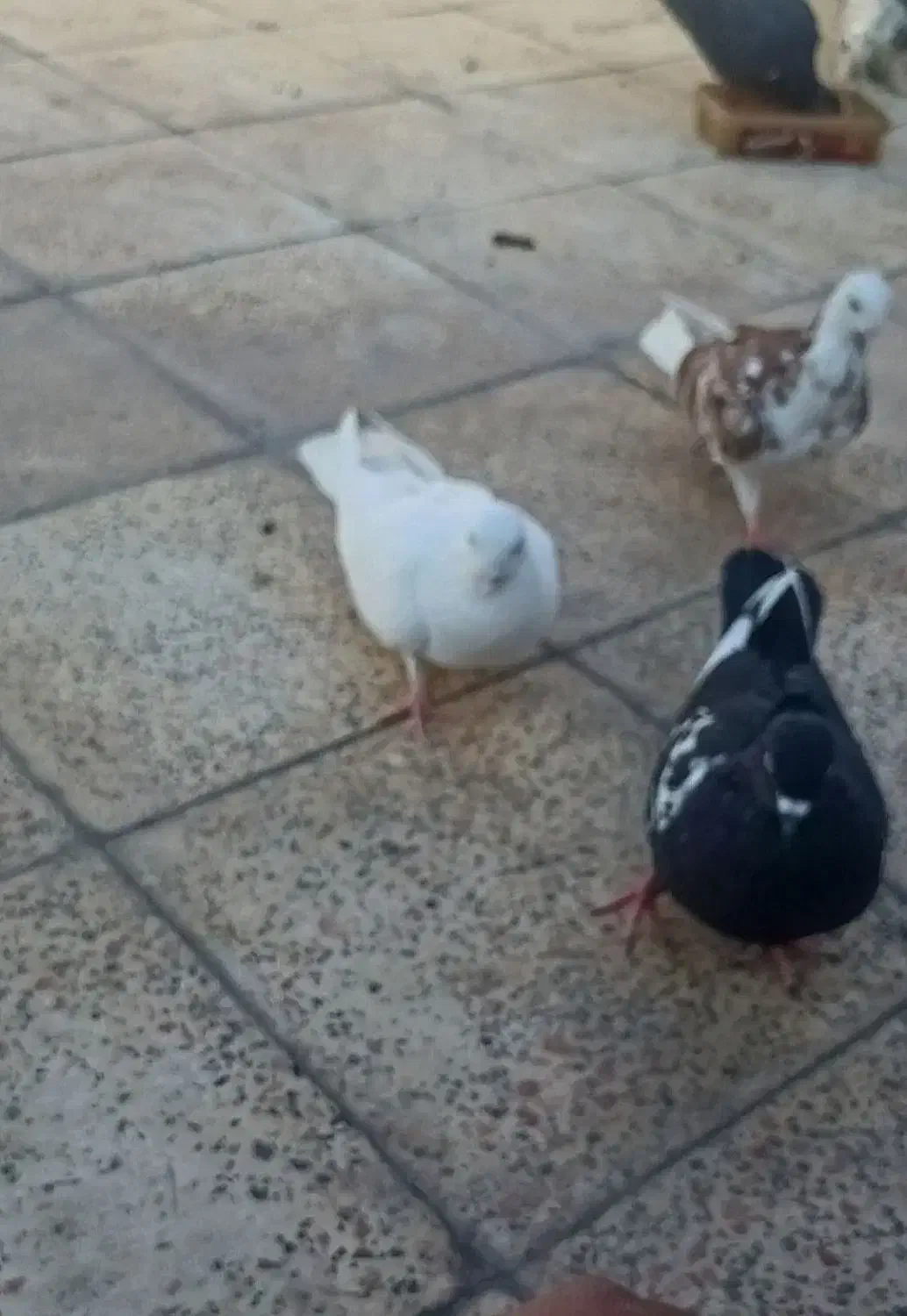 4 عدد کفتر|پرنده|اندیشه, شهرک المهدی|دیوار