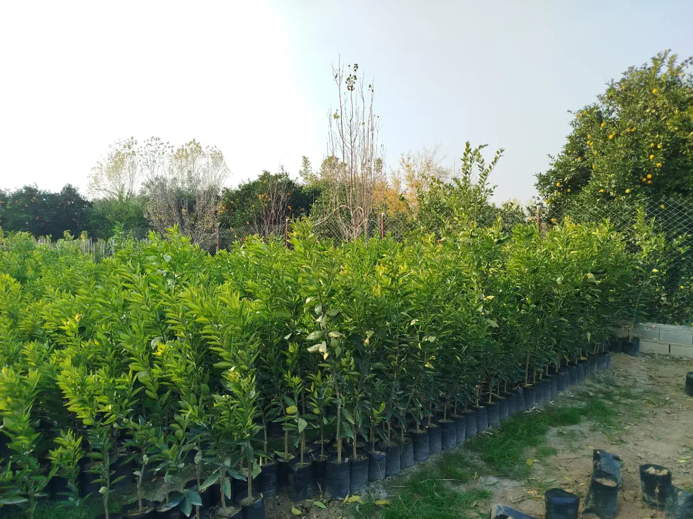 فروش نهال پچ درجه یک|حراج|آکند, |دیوار