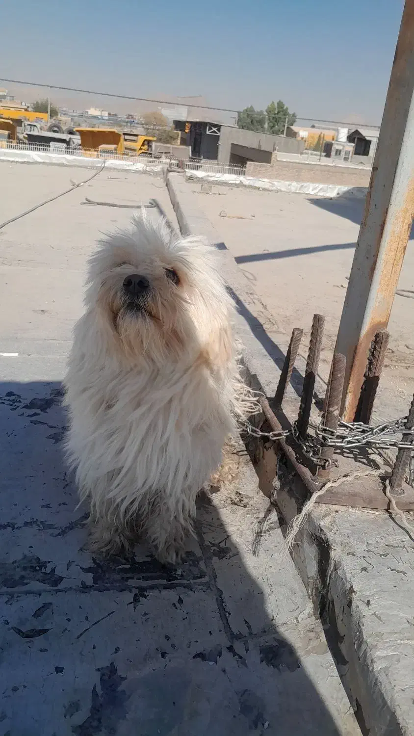 سگ پاپی|سگ|ابریشم, |دیوار