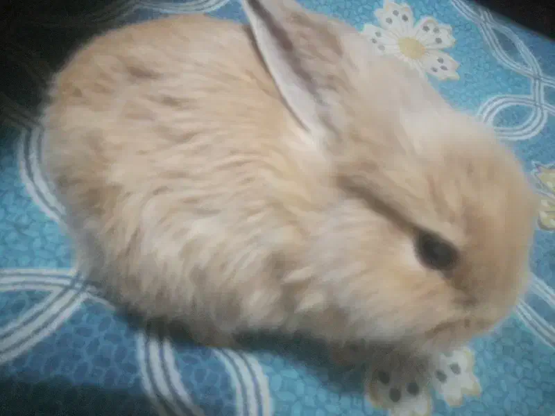 خوش لوپ|موش و خرگوش|قم, دورشهر|دیوار