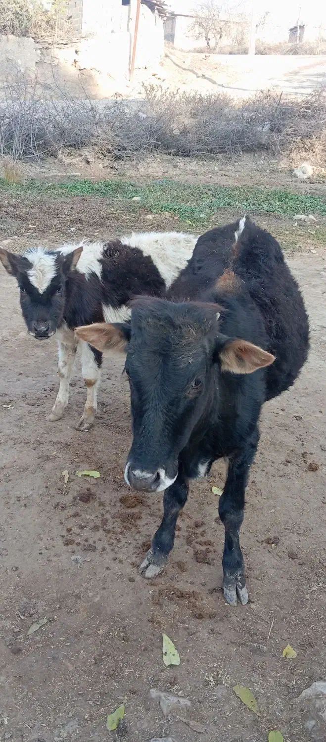 2عددگوساله نر قیمت  ۹۰تومان|حیوانات مزرعه|گلی داغ, |دیوار