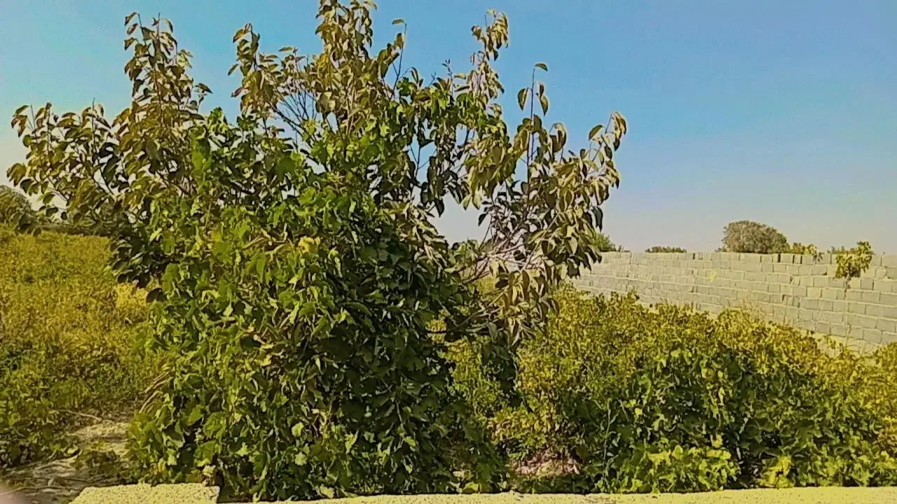 باغچه ۳۱۳ متر،معاوضه با خودرو،|فروش زمین و ملک کلنگی|تهران, شهرک ولیعصر شمالی|دیوار