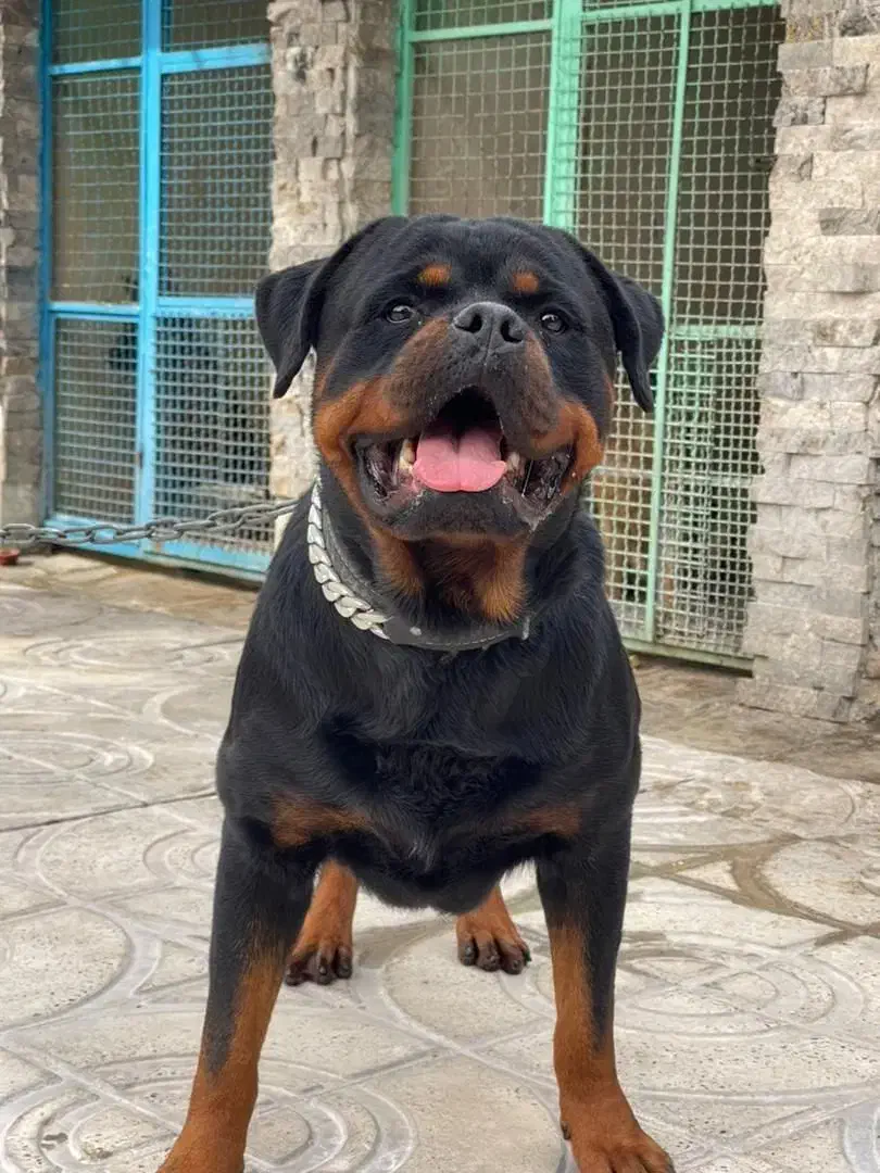 توله سگ روتوایلر.روتفایلر اصیل نگهبان|سگ|اصفهان, قلعه طبره|دیوار