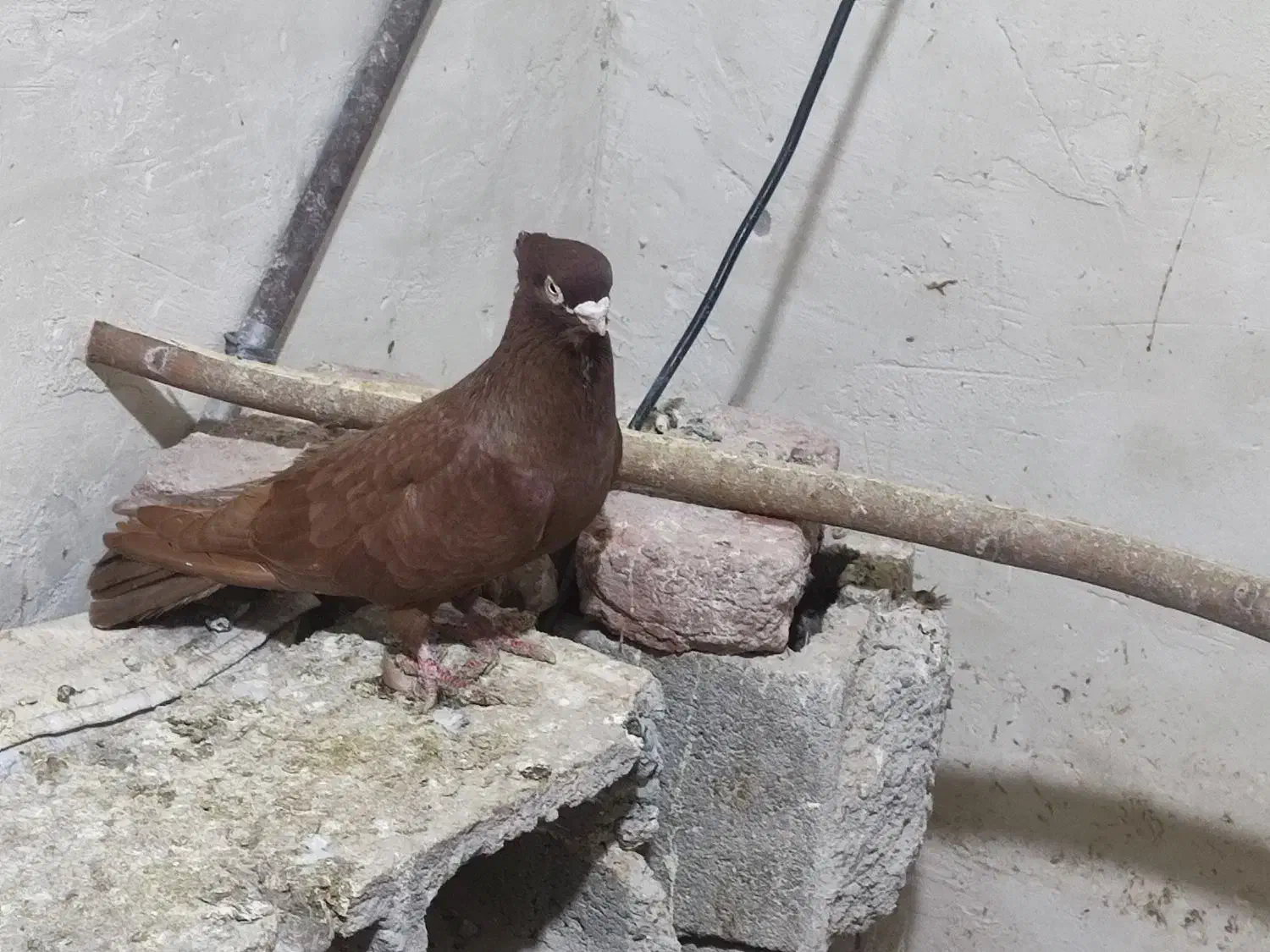 فروشی۳عدد کبوتر صرب|پرنده|چهاربرج, |دیوار