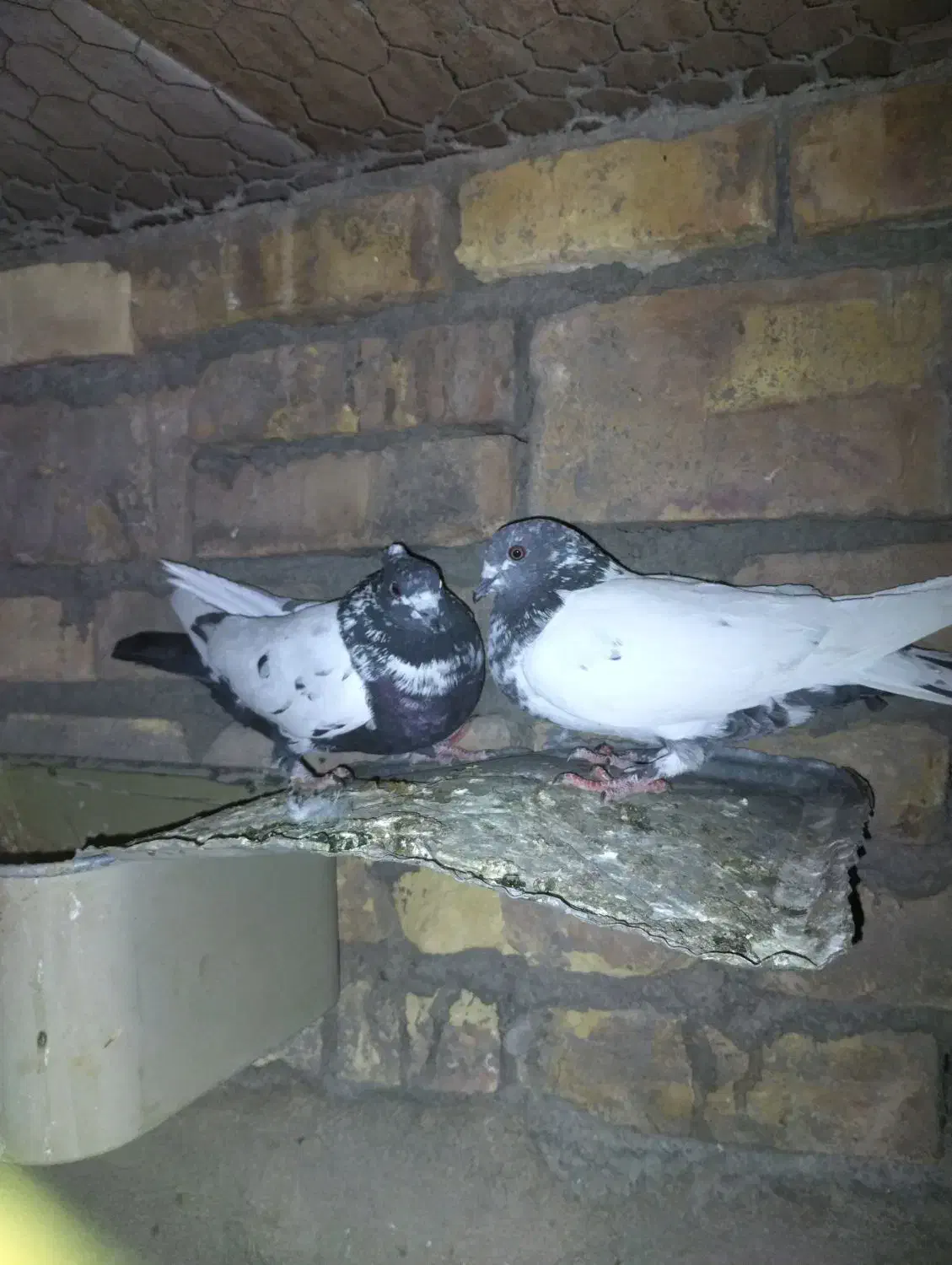 تعدادی کفتر زینتی معمولی|حراج|اردکان, |دیوار