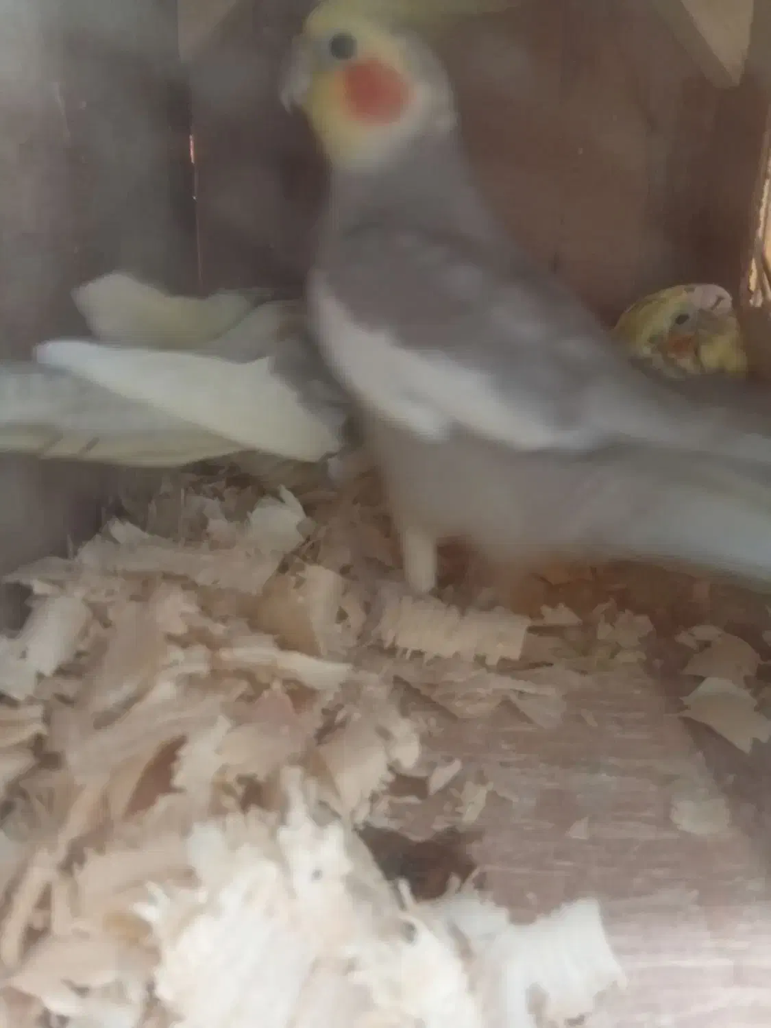 عروس هلندی|پرنده|رودسر, |دیوار