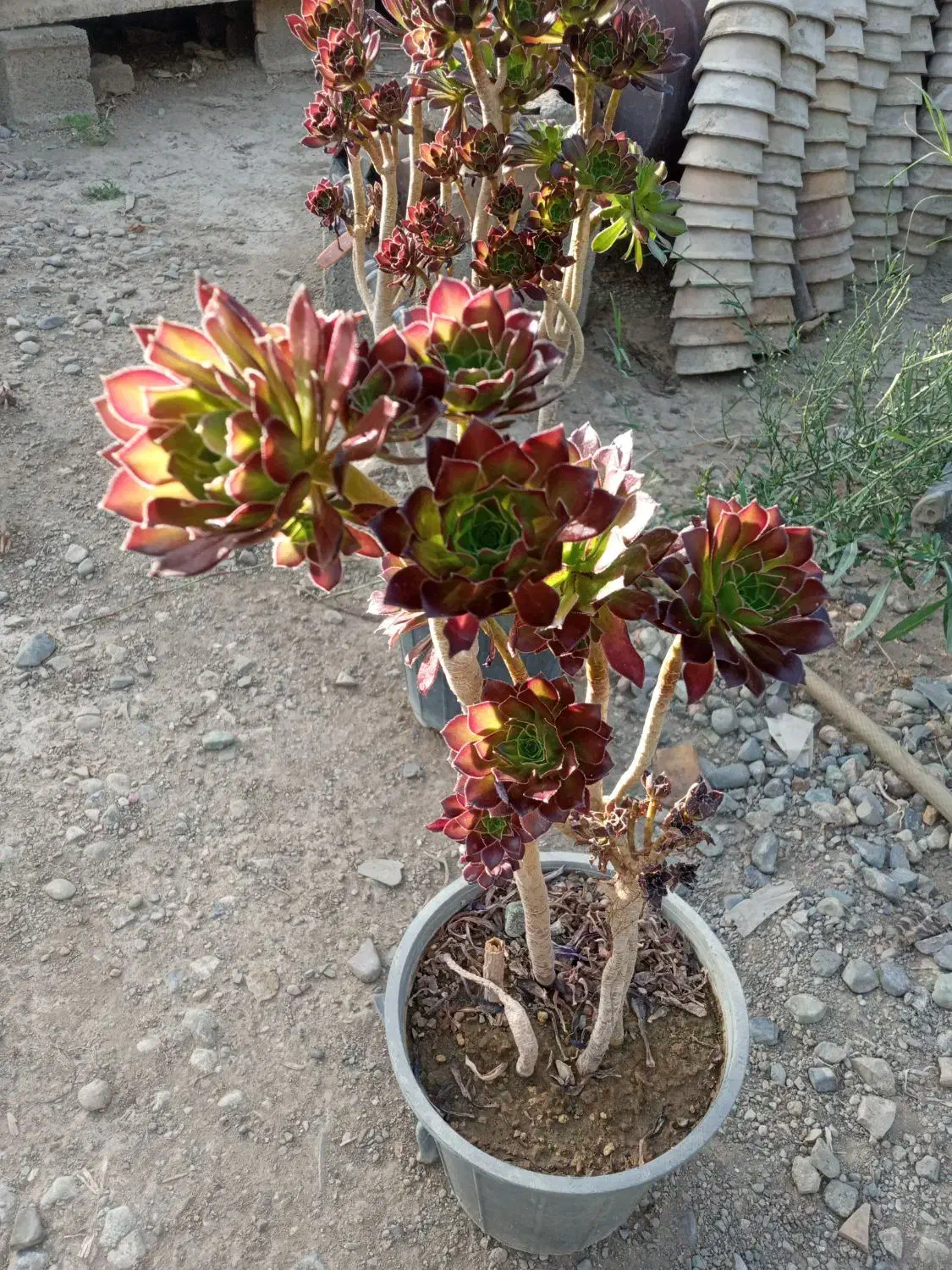 گل و گیاه|گل و گیاه طبیعی|کرج, اصفهانی‌ها|دیوار