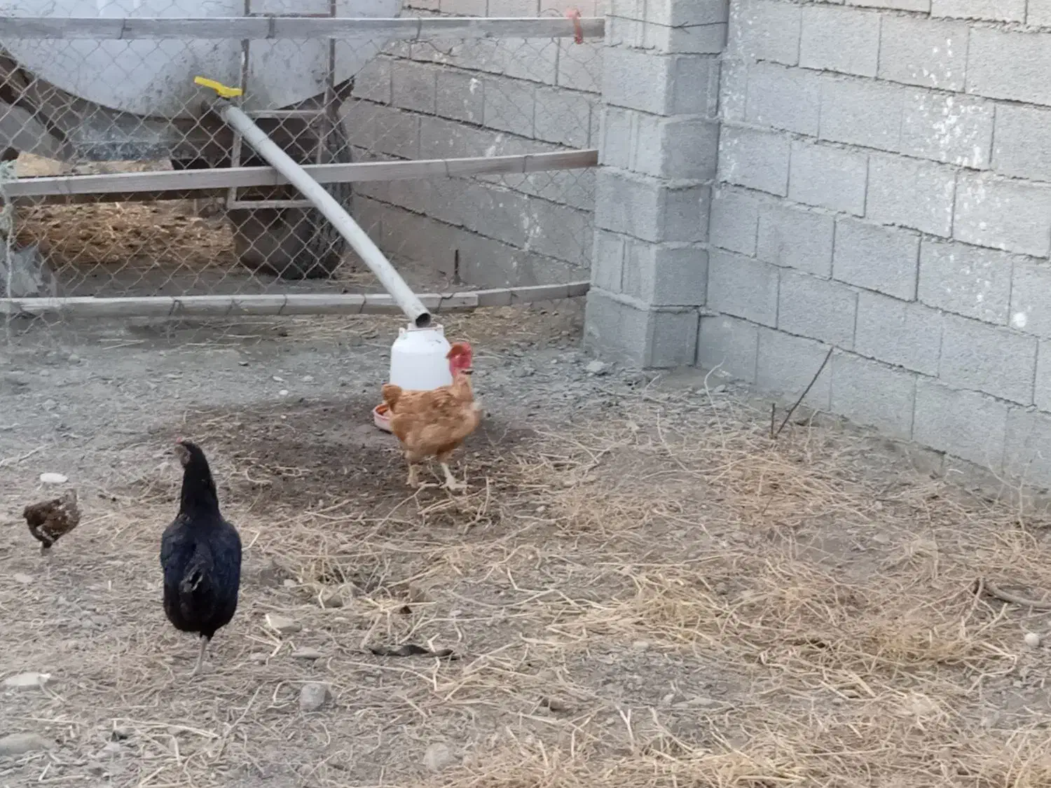 مرغ و خروس|حیوانات مزرعه|گمیشان, |دیوار