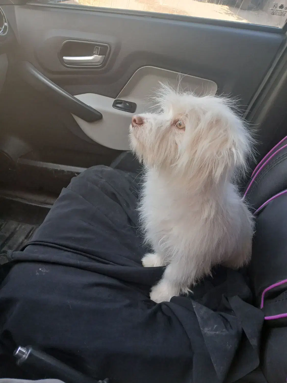 سگ پاکوتاه|سگ|تربت جام, والفجر|دیوار