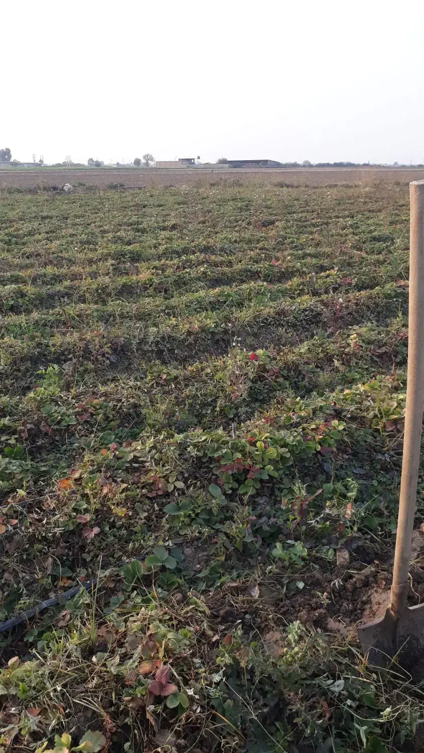 نهال توت فرهنگی کاماروس|گل و گیاه طبیعی|خان ببین, |دیوار