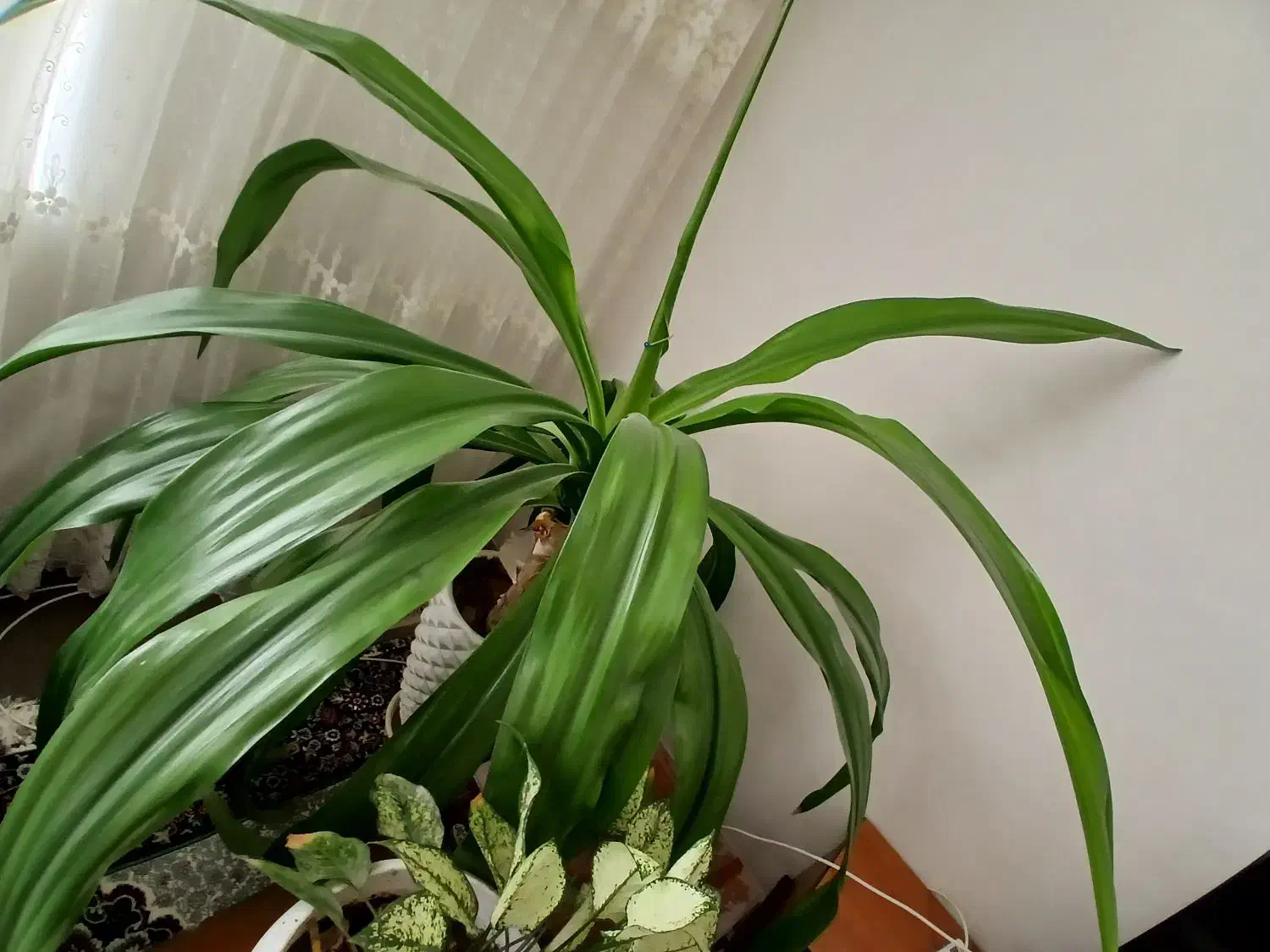 گل اشک ملکه|گل و گیاه طبیعی|کیار, |دیوار