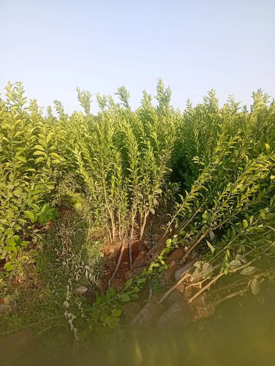 فروش انواع نهال مرکبات گلدانی|گل و گیاه طبیعی|عنبرآباد, |دیوار