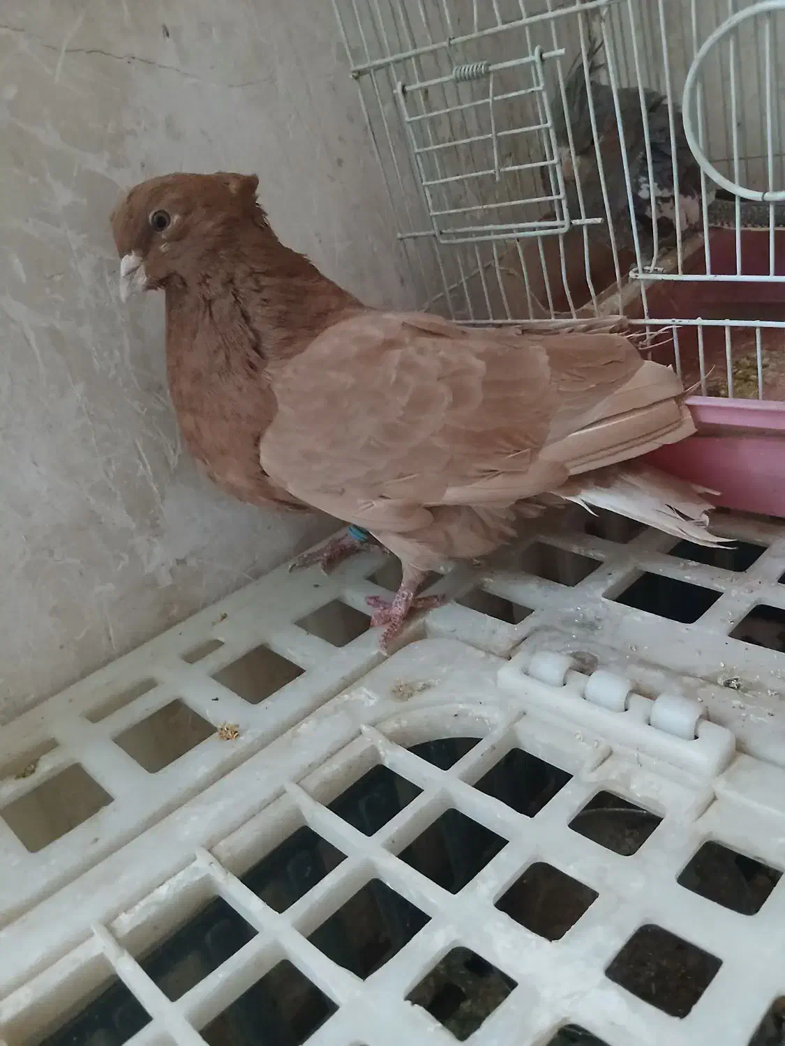 کفتر زردی کاکلی پرشی|پرنده|کهریزک, |دیوار