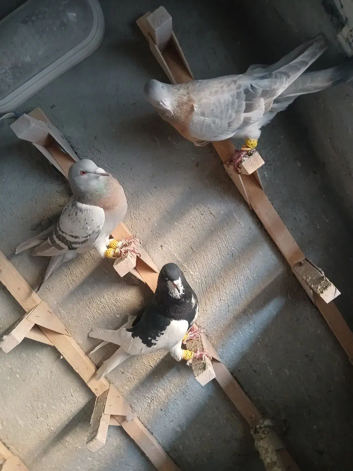 کفتر سوسنی دس اولی|پرنده|شیراز, سعدیه شمالی|دیوار