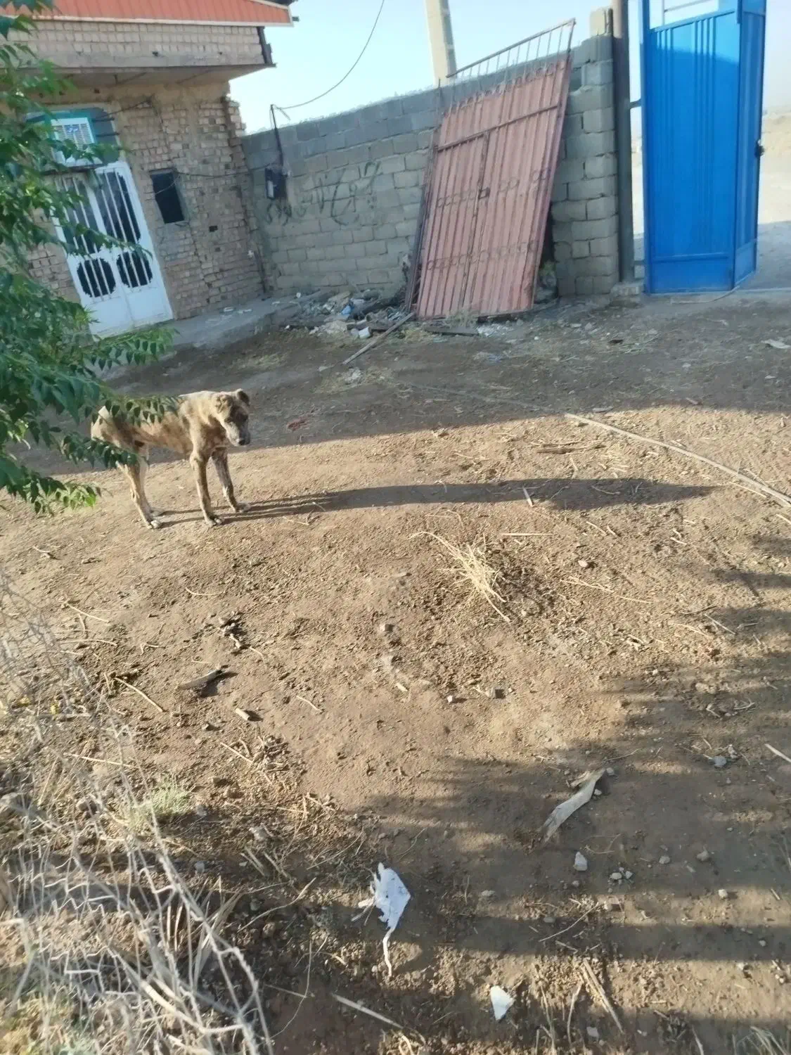 گمشده سگ|حیوانات|زرند, |دیوار