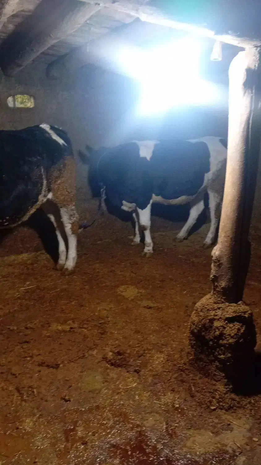 تلیسه ابستن|حیوانات مزرعه|قیدار, |دیوار