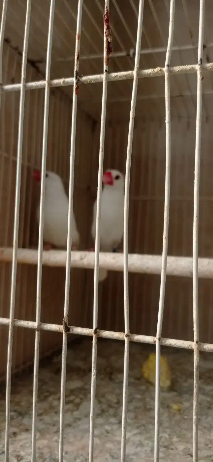 فنچ نرگسی|پرنده|مشهد, زمانه|دیوار