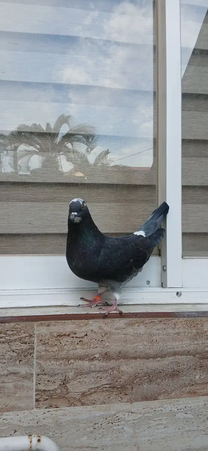 فروشی کبوتر|حیوانات|رشت, رودباری|دیوار