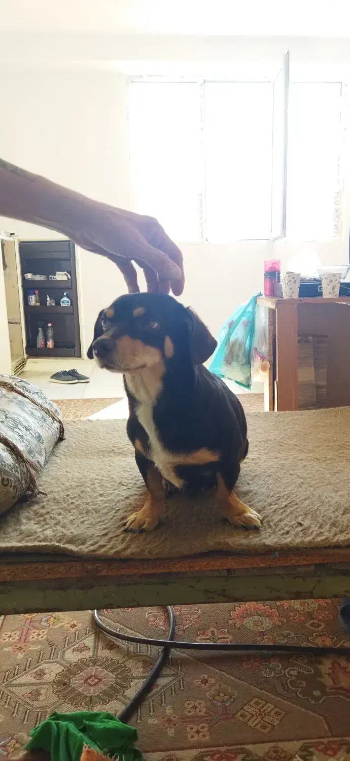 سگ پاکوتاه باردار|سگ|کرمانشاه, |دیوار