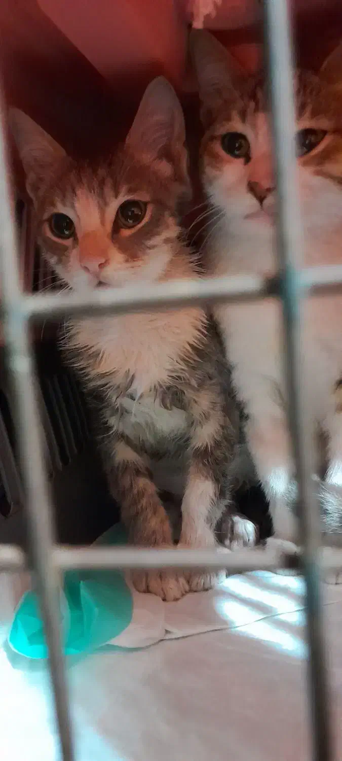 واگذاری بچه گربه ۳ ماهه نر|گربه|رشت, تازه آباد|دیوار