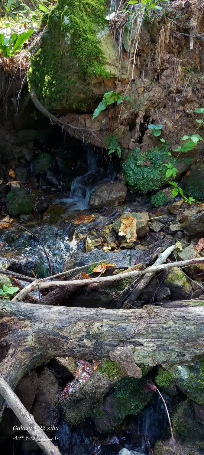 گاوجنگلی اصیل بانرگوساله 4ماهه و2ماه آبست|حیوانات مزرعه|رامیان, |دیوار