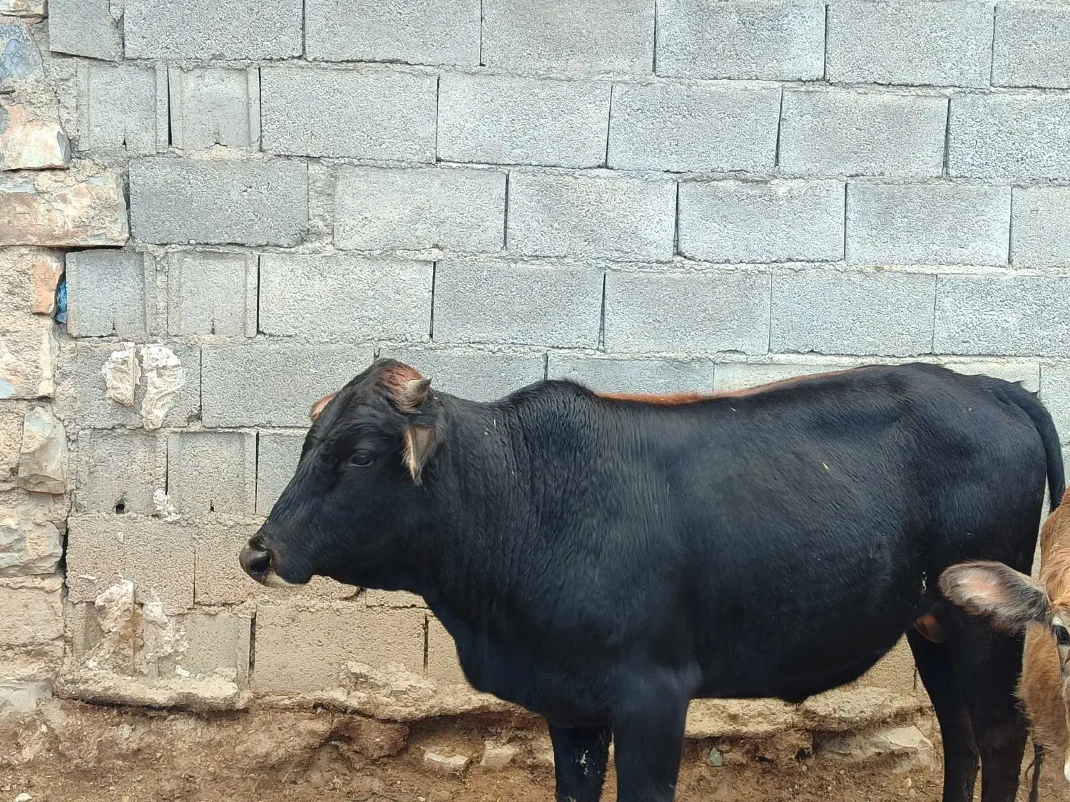 گاو|حیوانات مزرعه|جوانرود, |دیوار