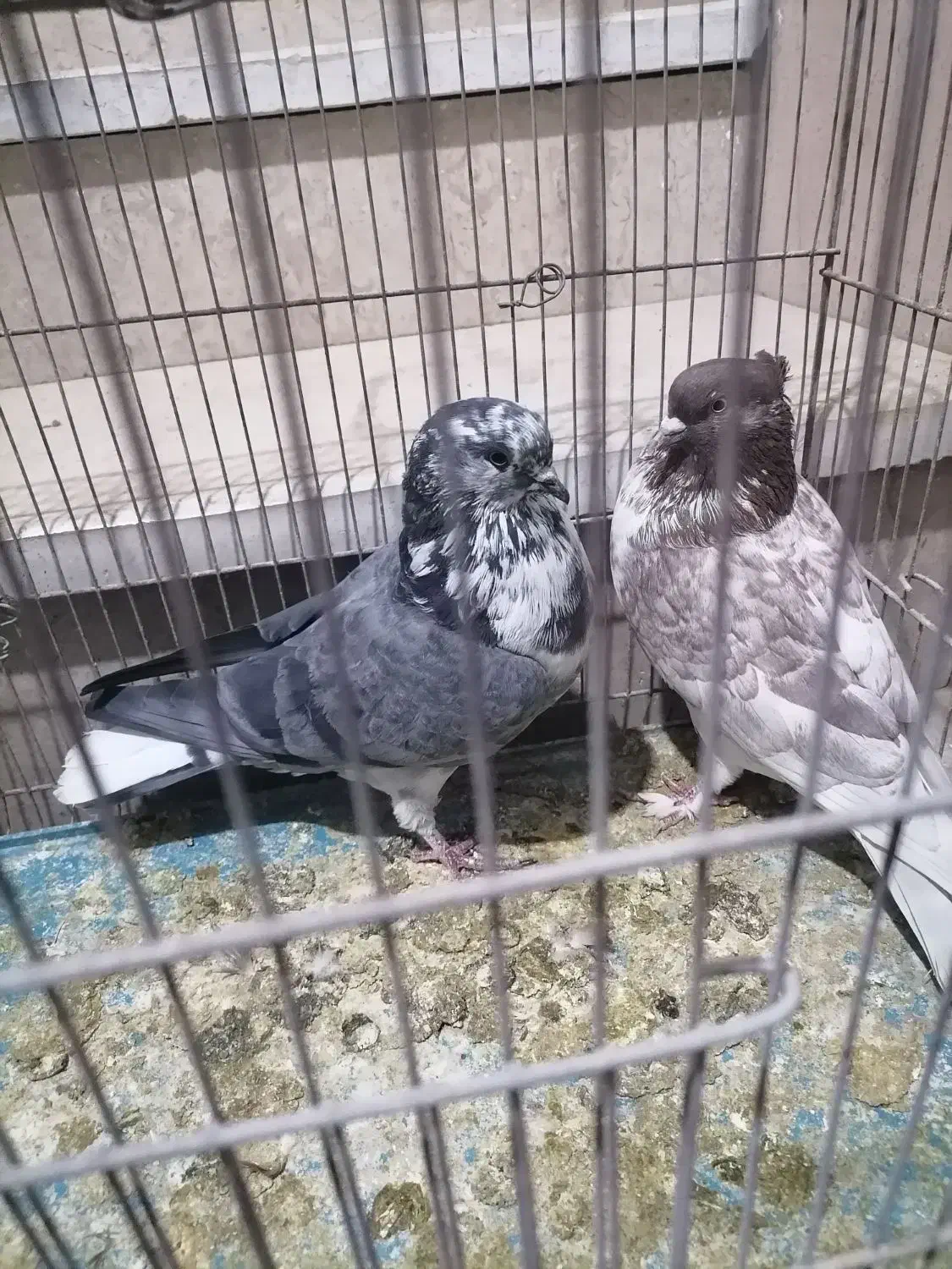 کبوتر کاشونی ساعتی|پرنده|جم, |دیوار