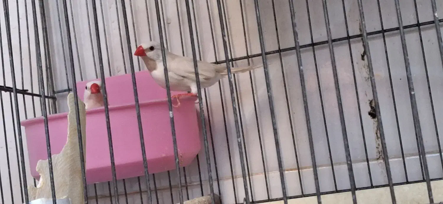 فنج کرواتی یا کراواتی|پرنده|قم, علی آباد سعدگان|دیوار