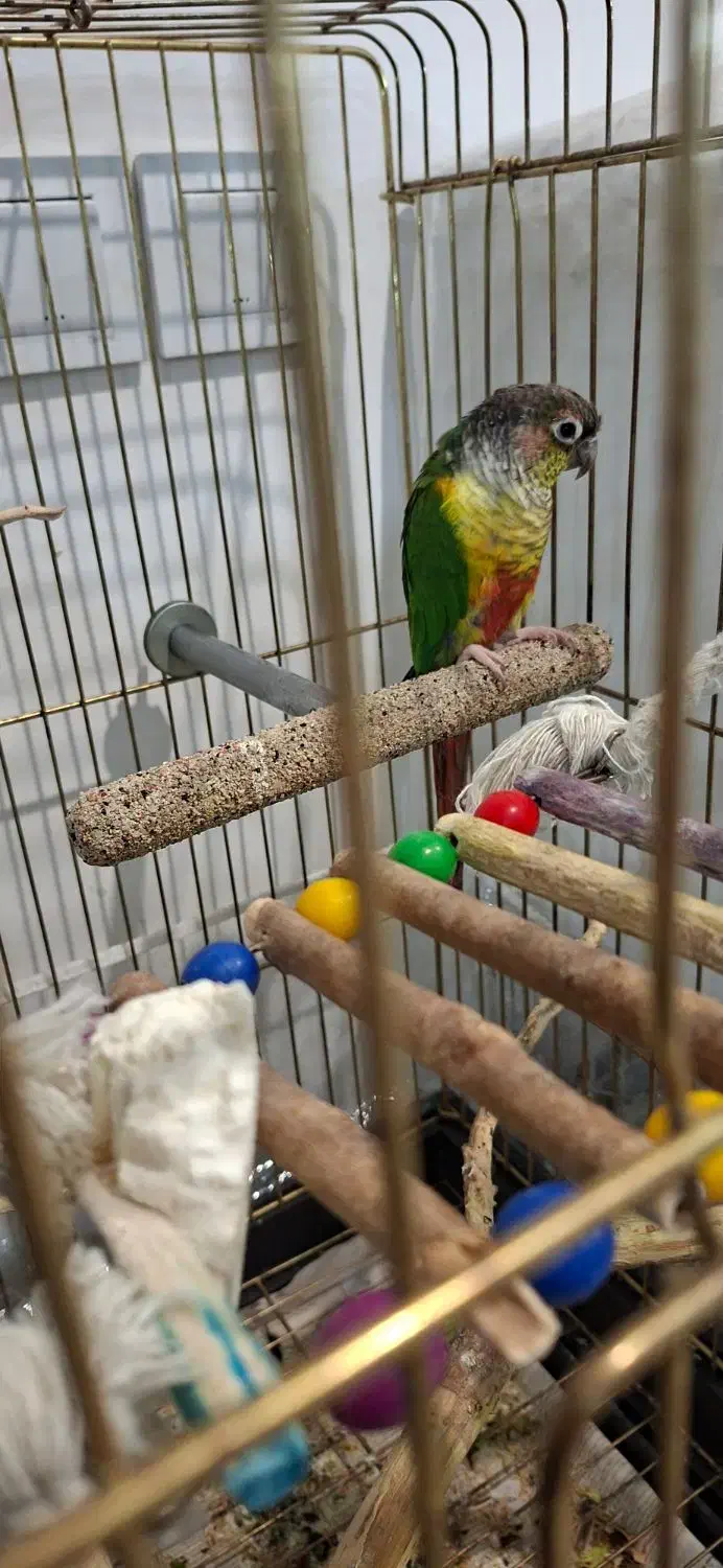 طوطی گرینچیک|پرنده|مشهد, امیریه|دیوار