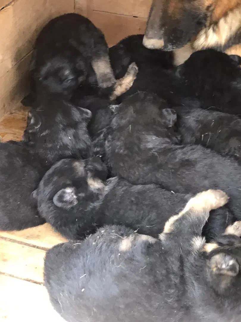 توله ژرمن شپرد پدر وارداتی با کیفیت نر و ماده|سگ|آبیک, |دیوار