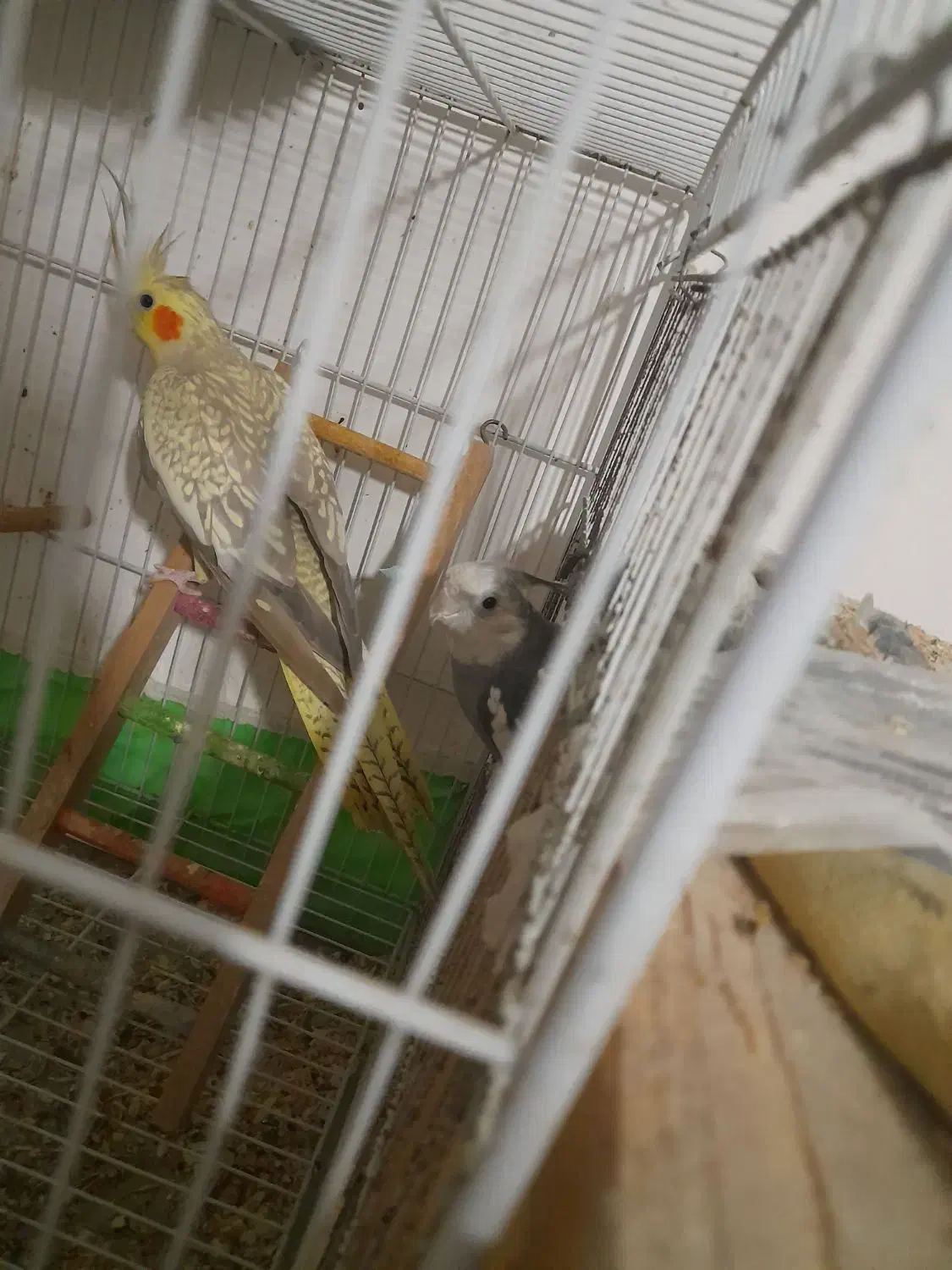 ۸ جفت با تخم و قفس و لوازم|پرنده|ساری, |دیوار